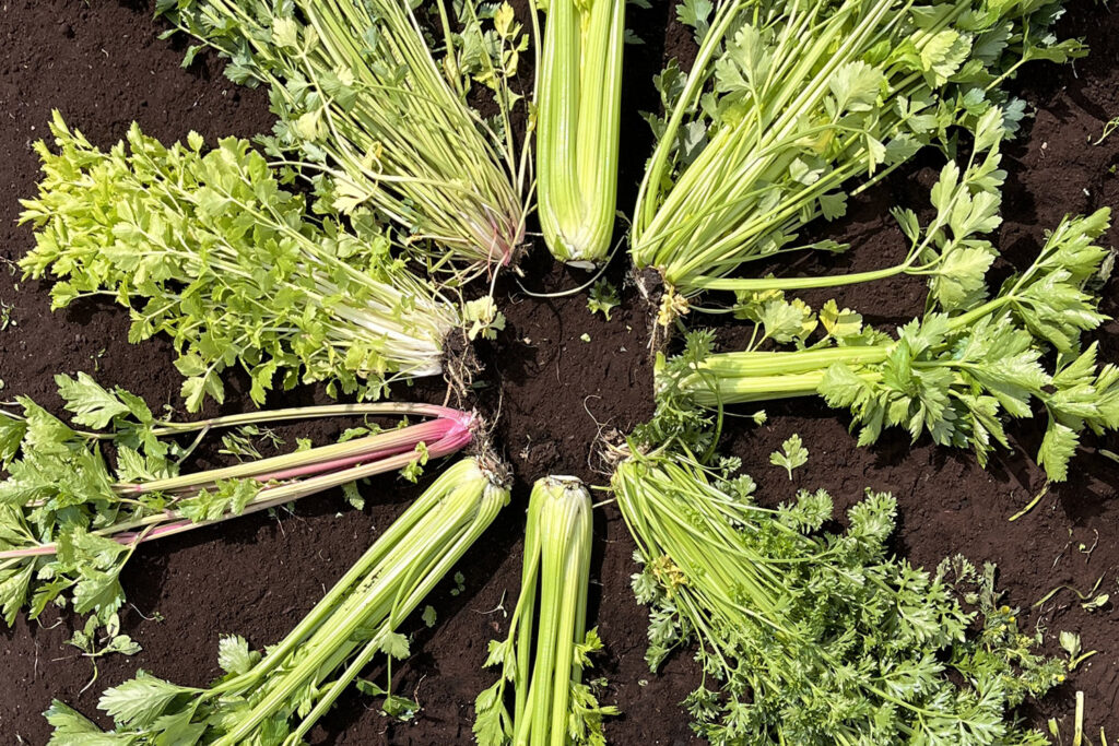 celery_diverity_3_TozerSeeds_JamiePike
