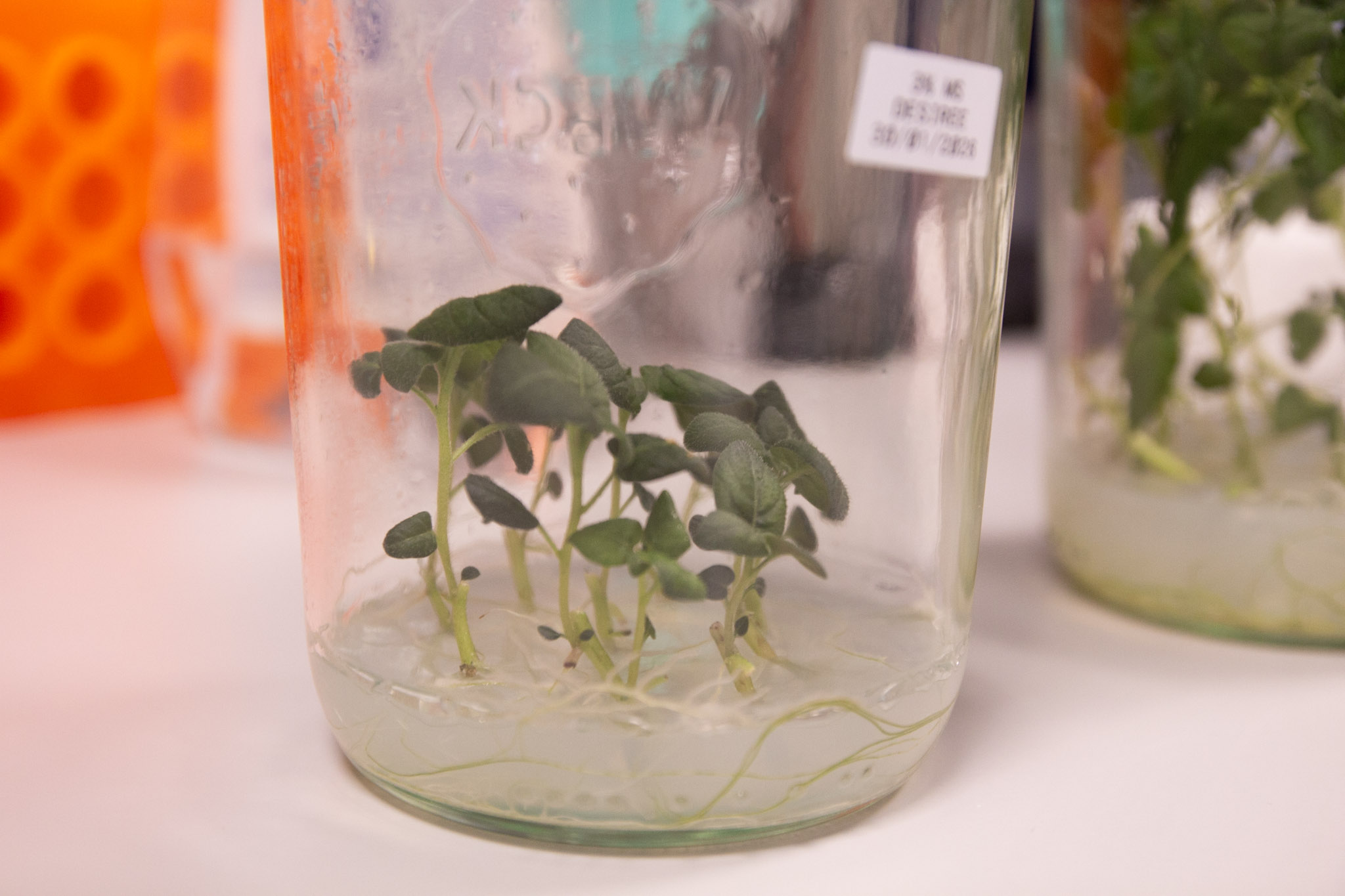 Scientists look to biotechnology to improve crop resilience and nutritional value