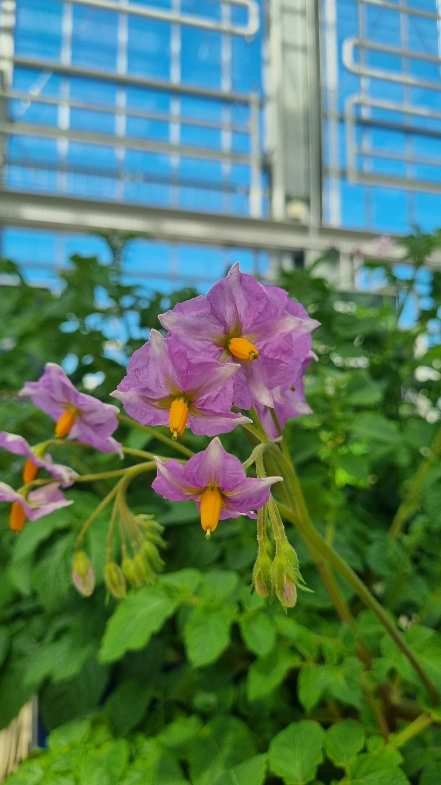 flower Cranfield potato