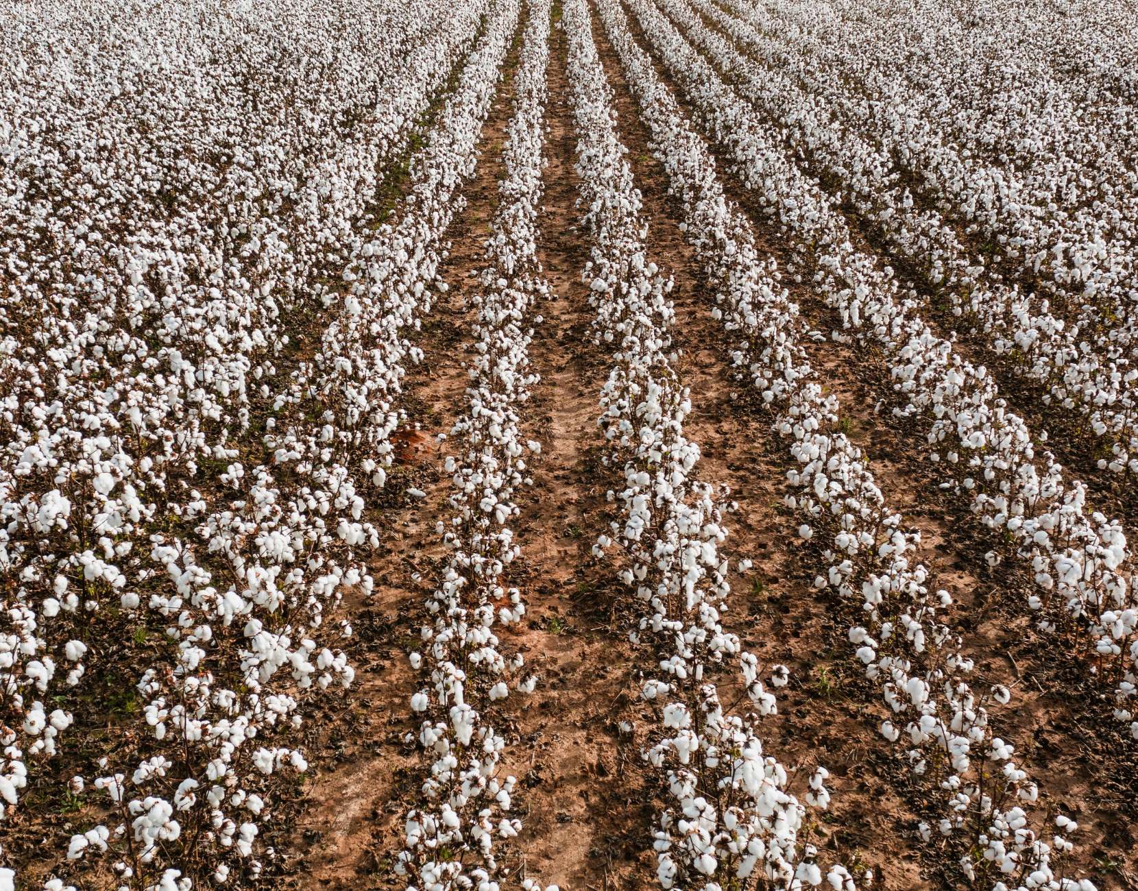 pexels cotton crop