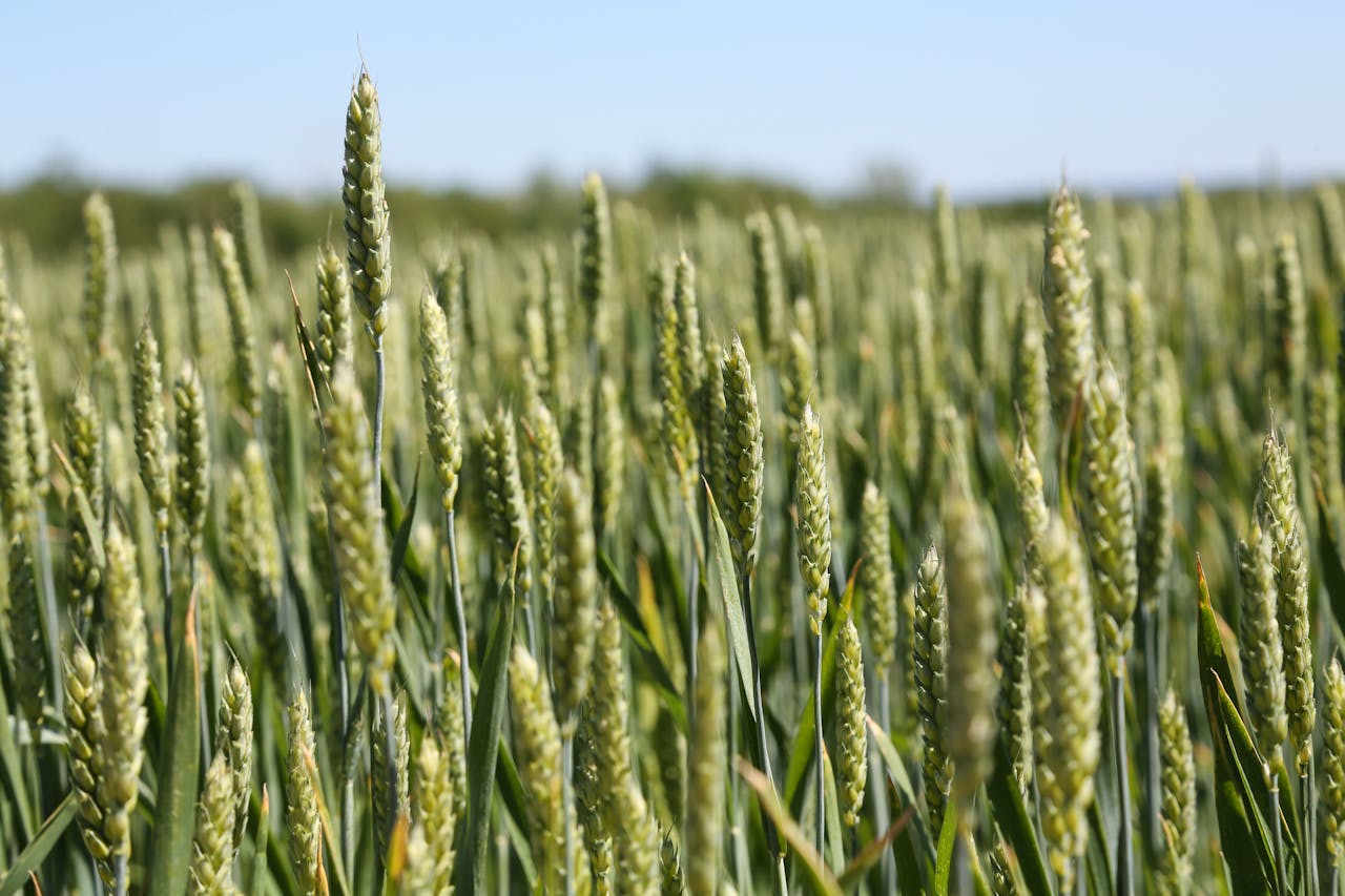 New wheat diversity discovery could provide an urgently-needed solution to global food security