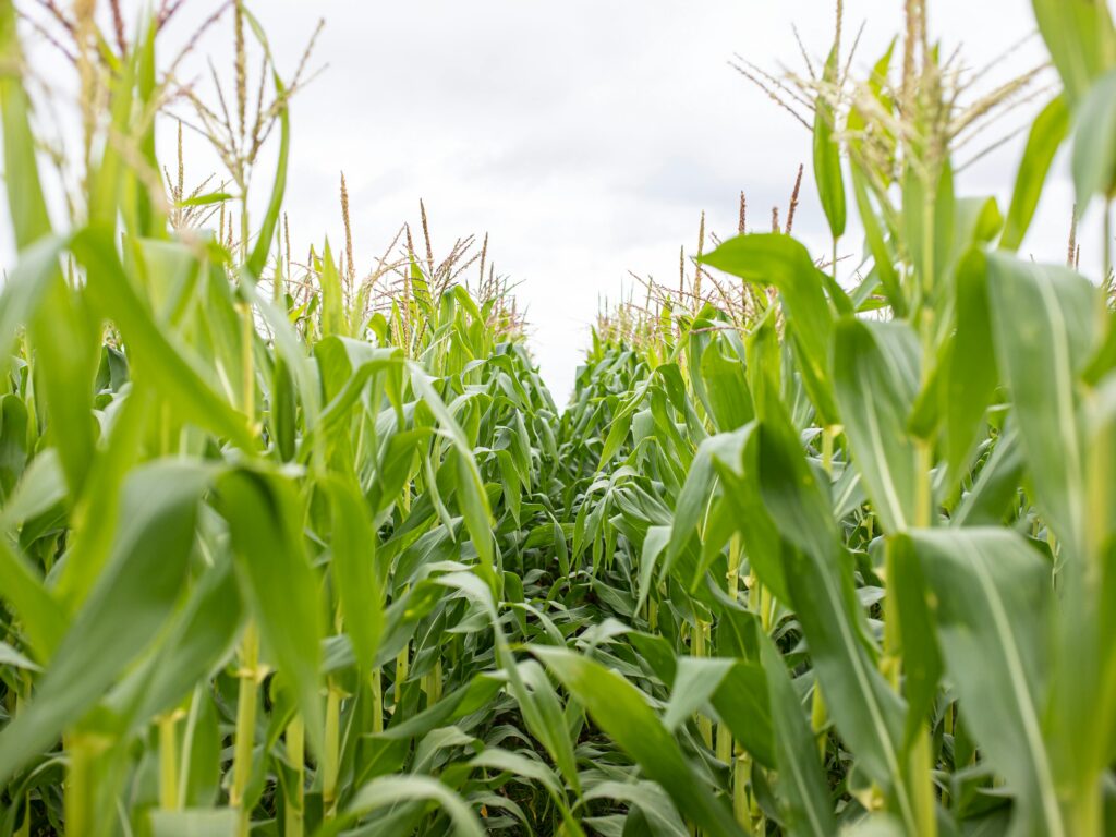 pexels maize crop