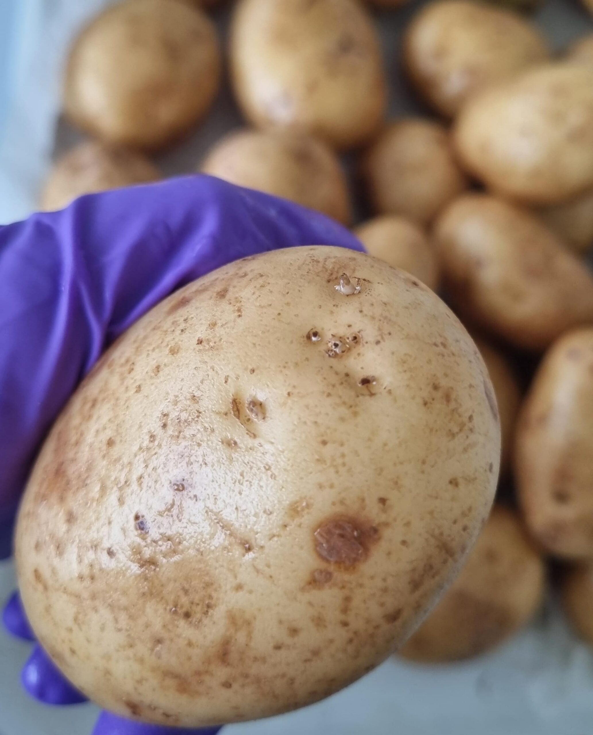 potato Cranfield potato