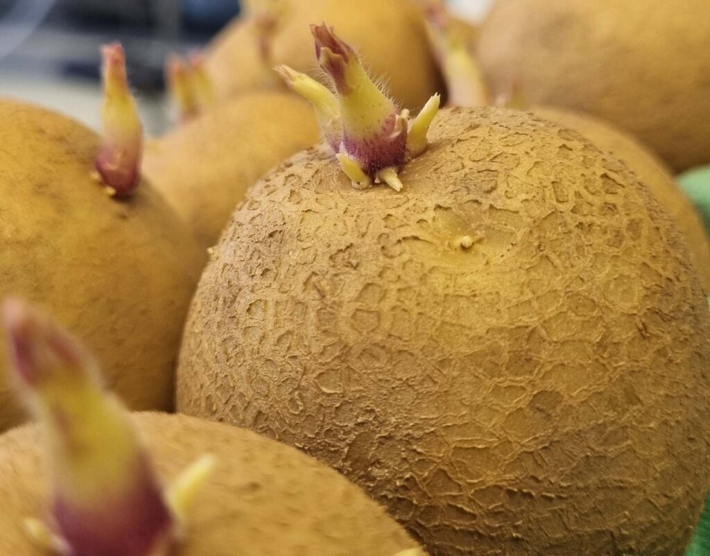 potato sprout Cranfield