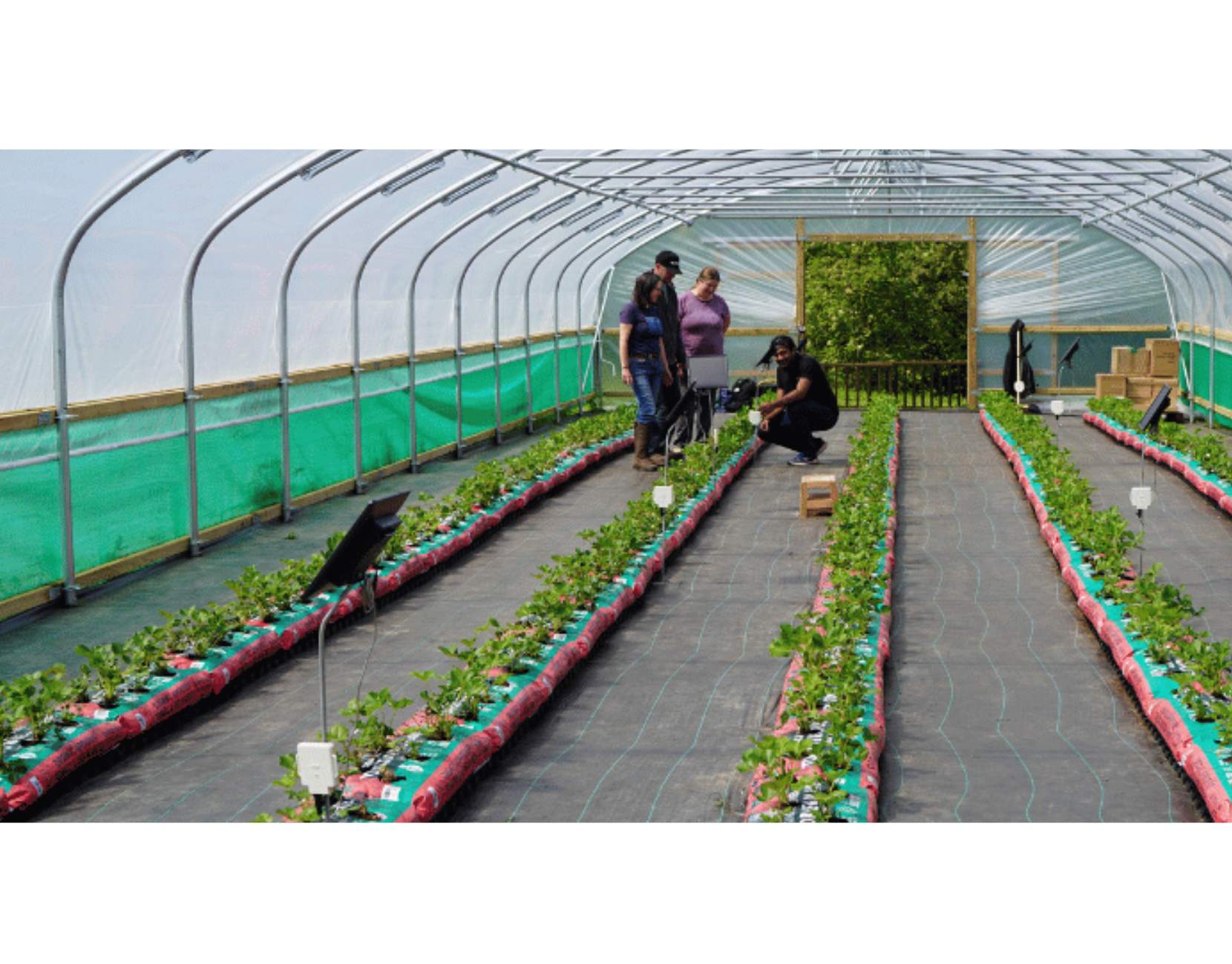 AgriSound, PheroSyn Ltd, and commercial grower Oakford Farm