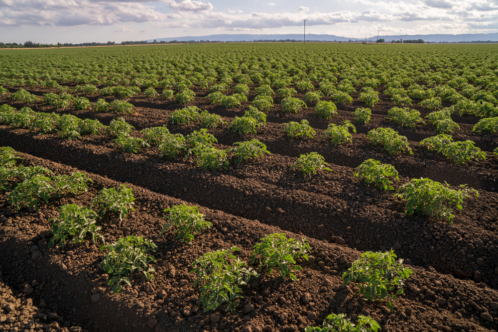 California-tomato-fields-3
