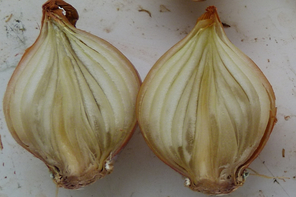 New soil test launched for assessing Fusarium Basal Rot risk in onions