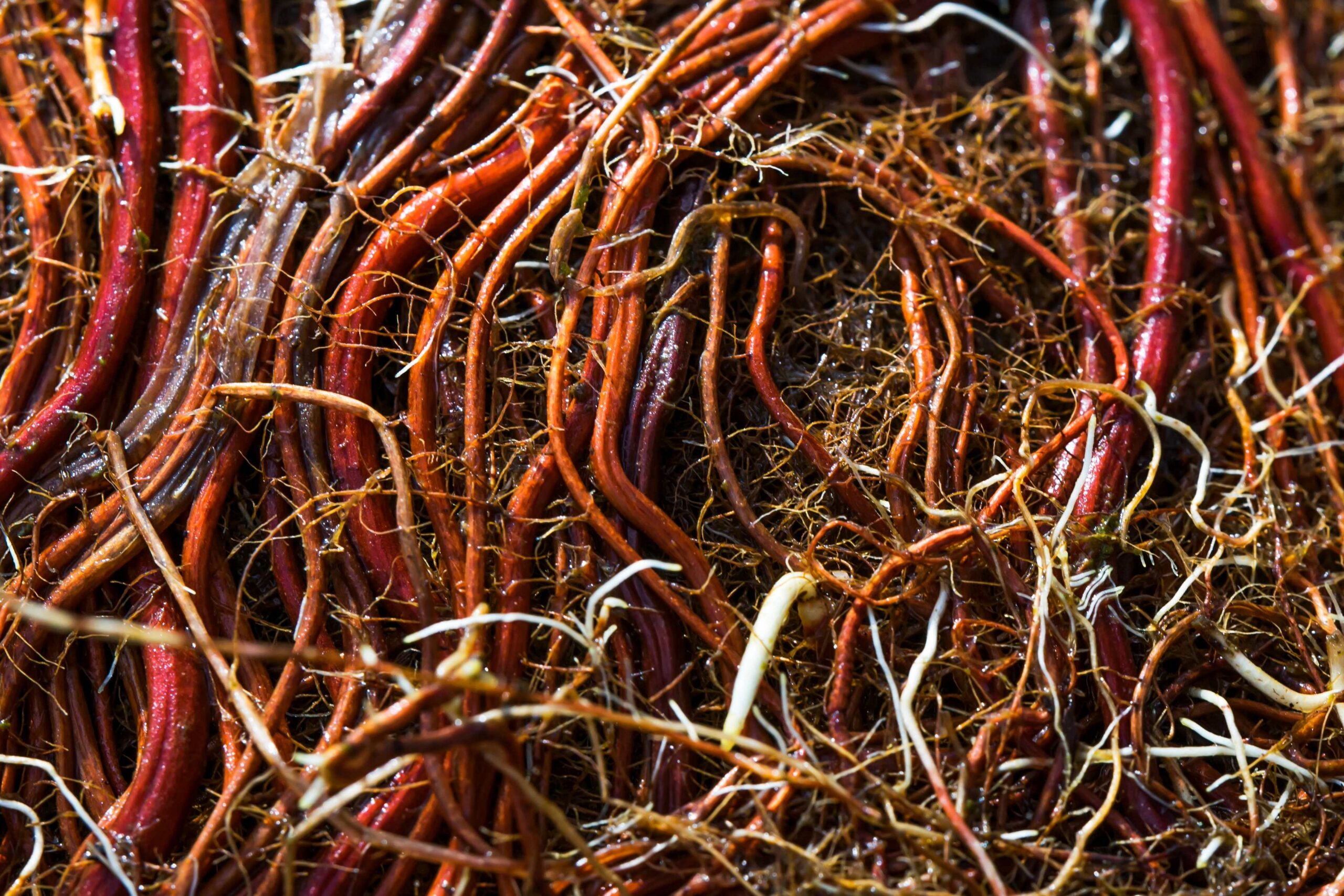 Patenting microbial crop products in Europe