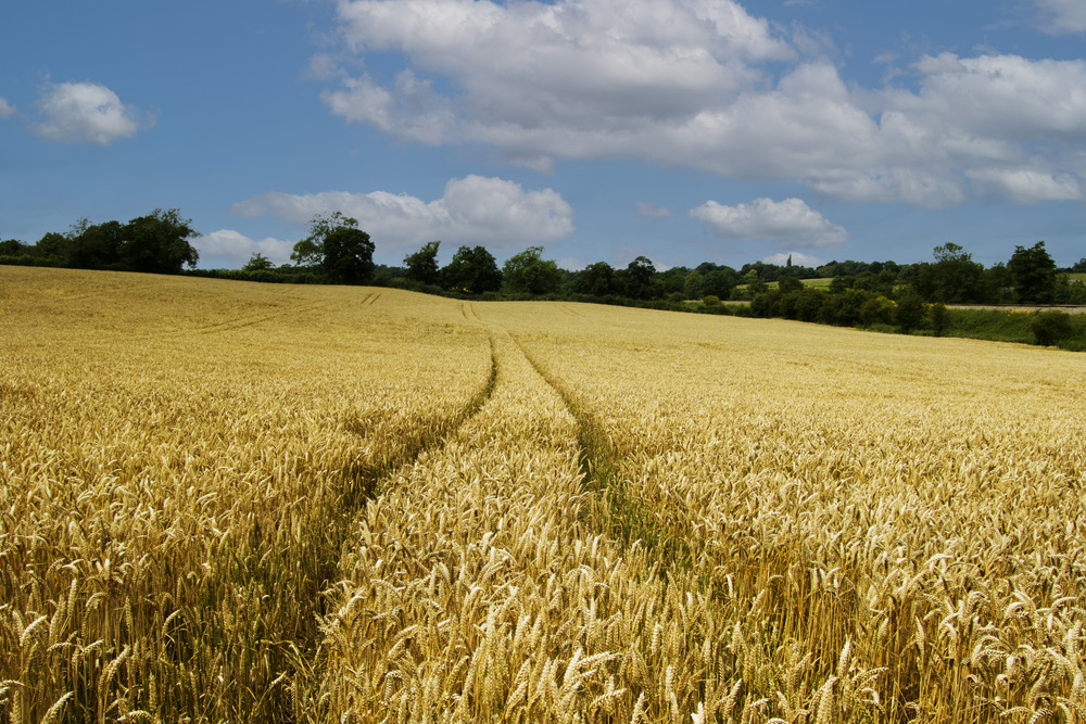 SugaROx secures £2.5M investment from fertiliser multinational to accelerate its first product launch