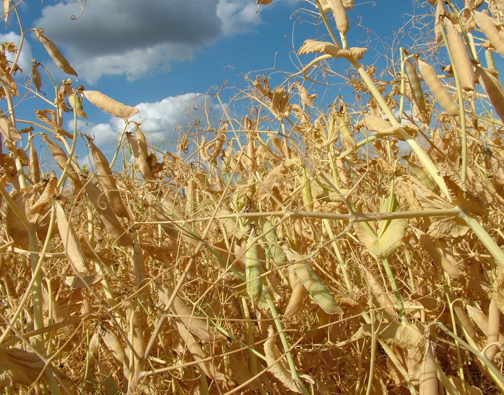 PGRO Bean Crops