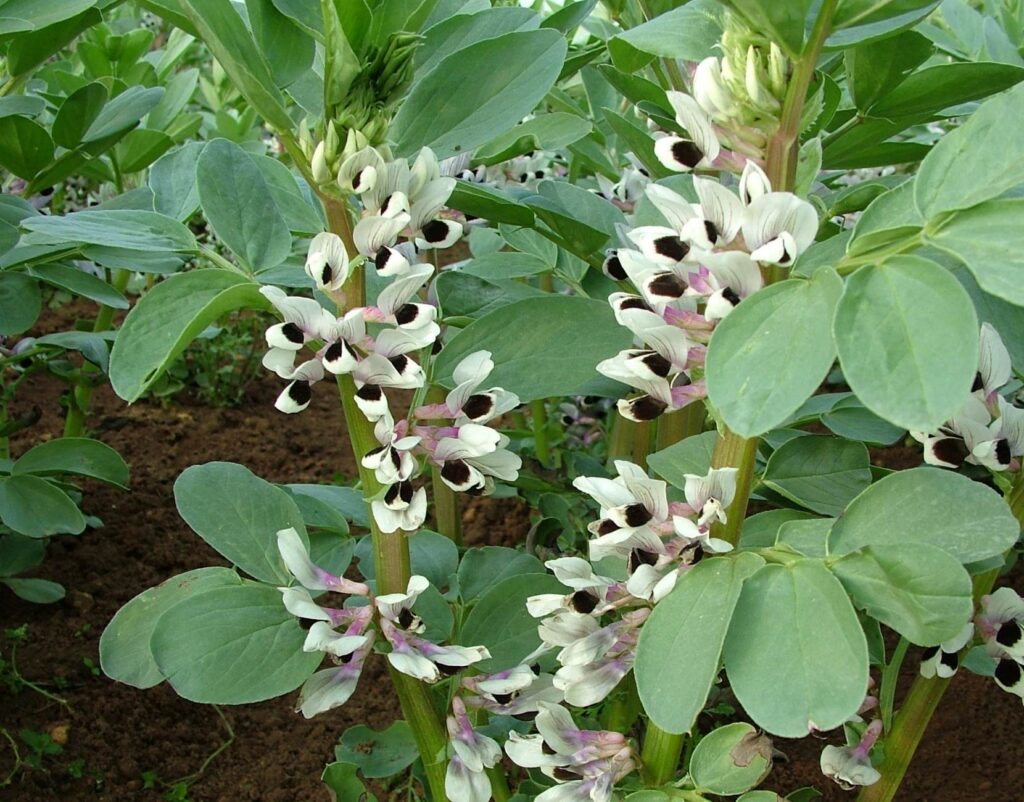 PGRO Peas crop
