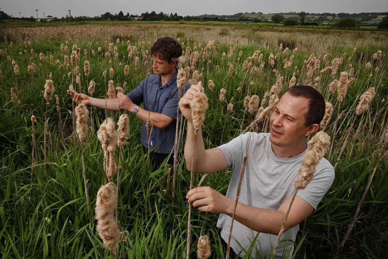 The Observer: How bulrush farming is reshaping land management, restoration and rural economies