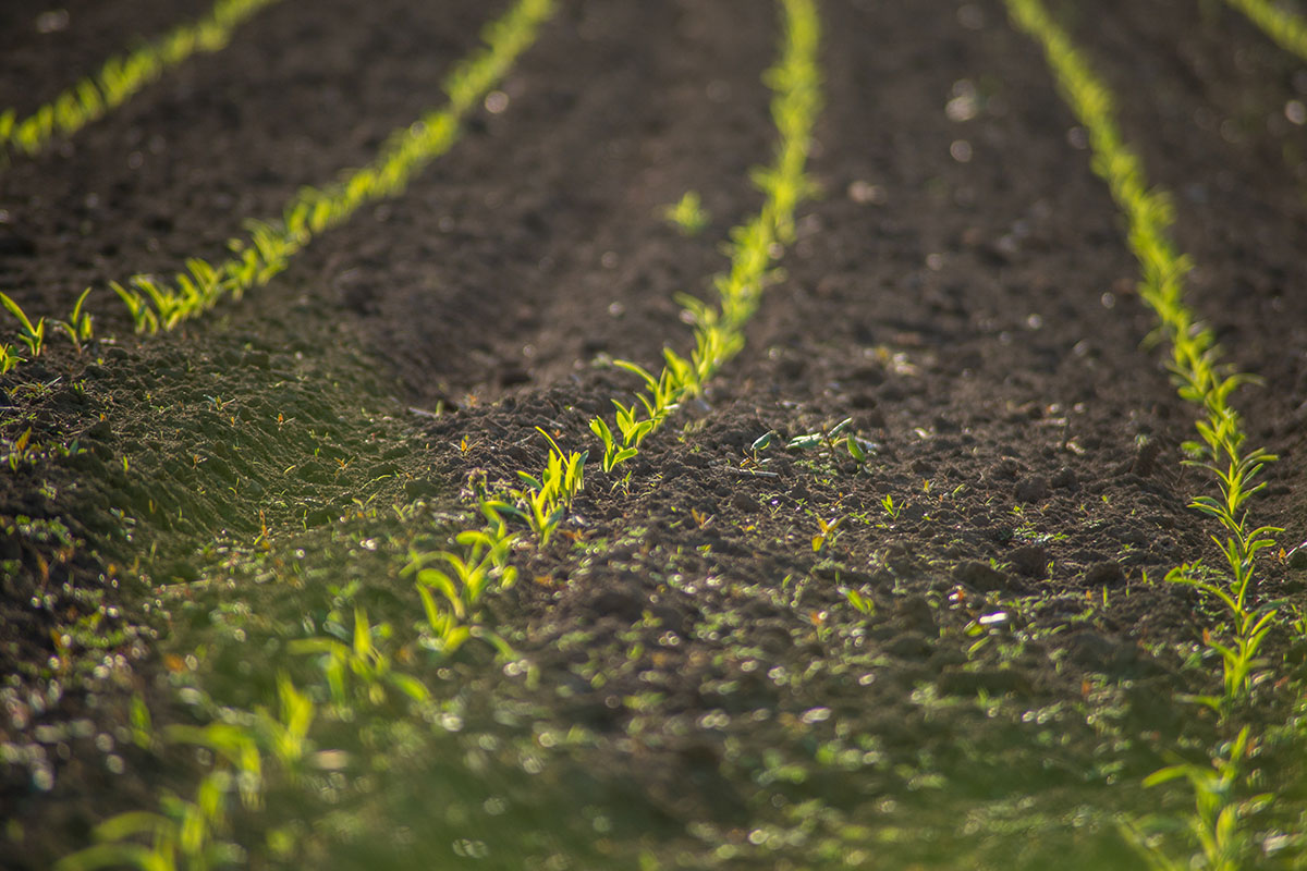 Earlham Institute and Syngenta to partner on AI models for agri innovation