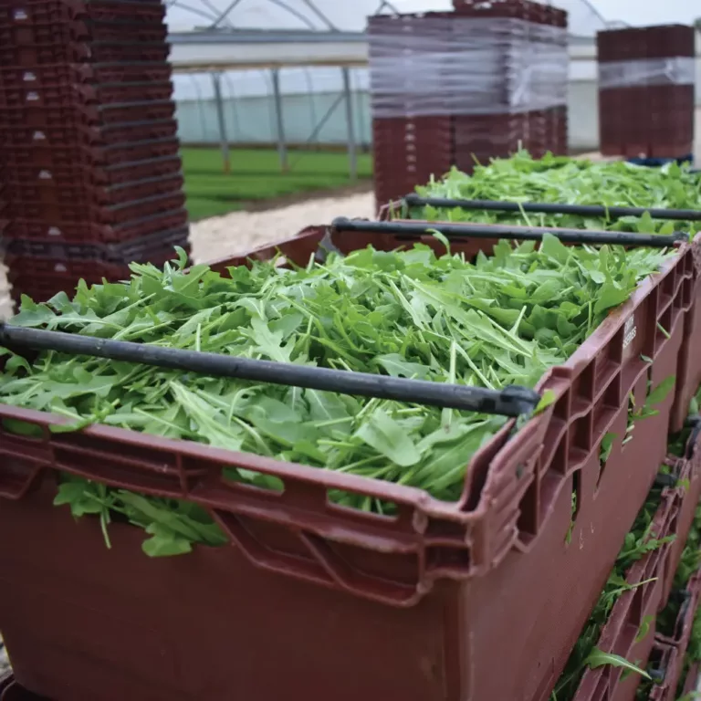 Harvested-Rocket-in-Zenith-Nurseries-768x768