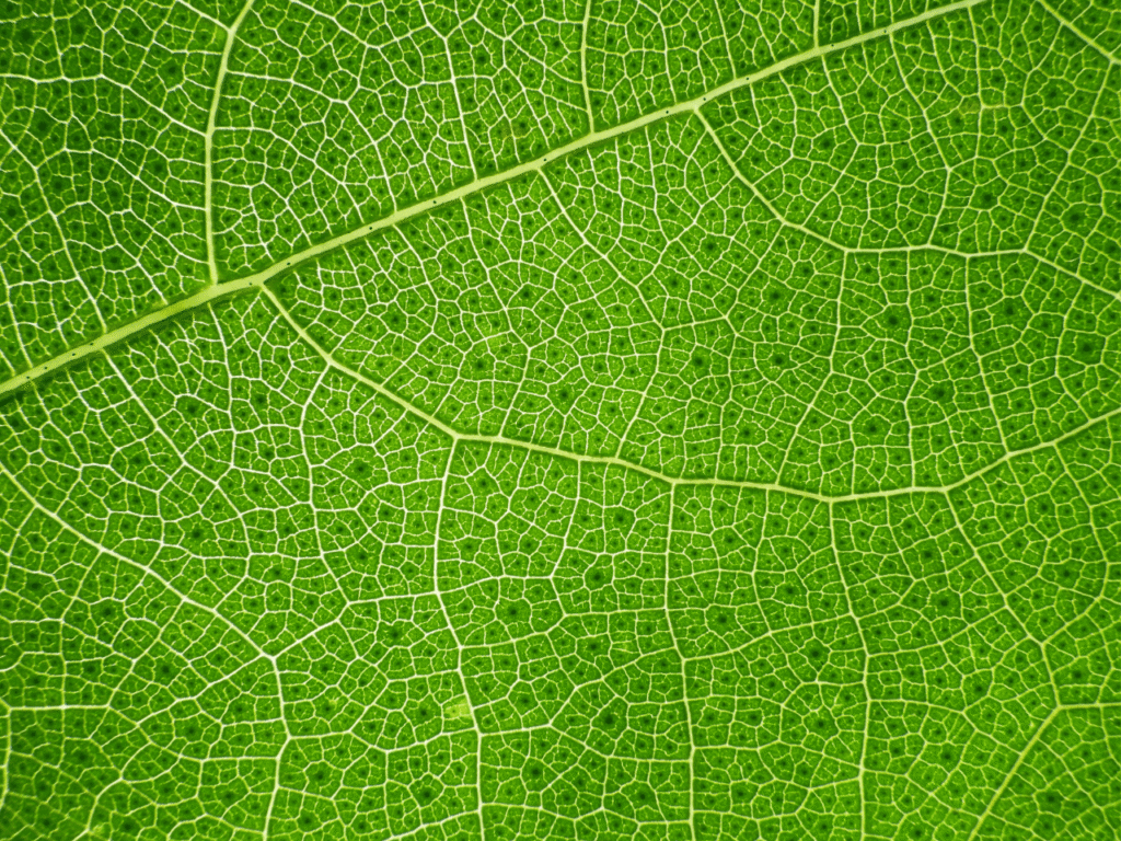 plant-science