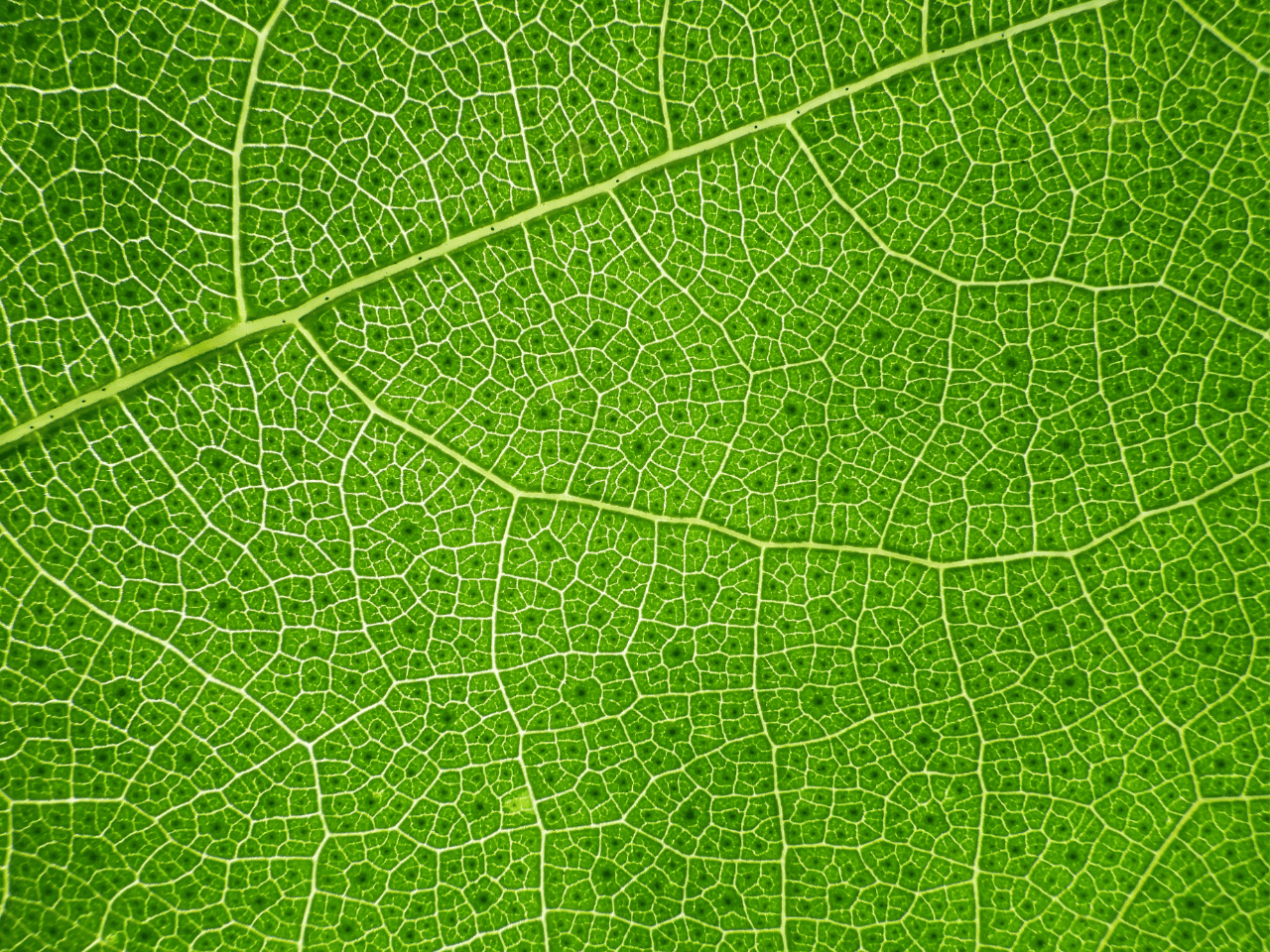 EU Regulation on gene-edited plants enters into force