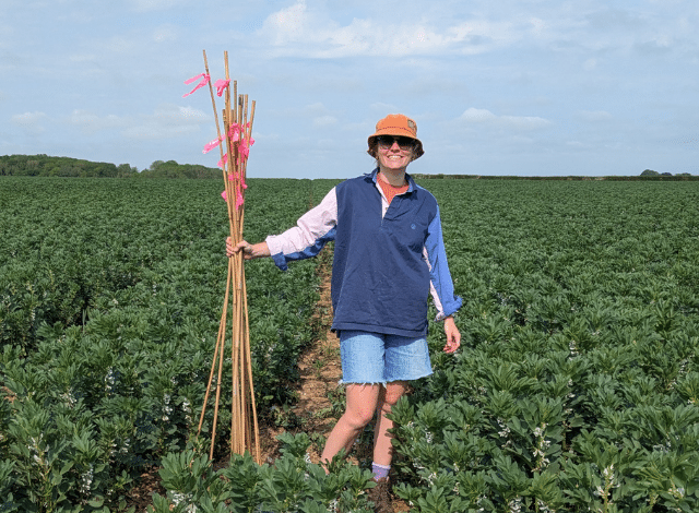 Optimising bean yields through pollinator partnerships