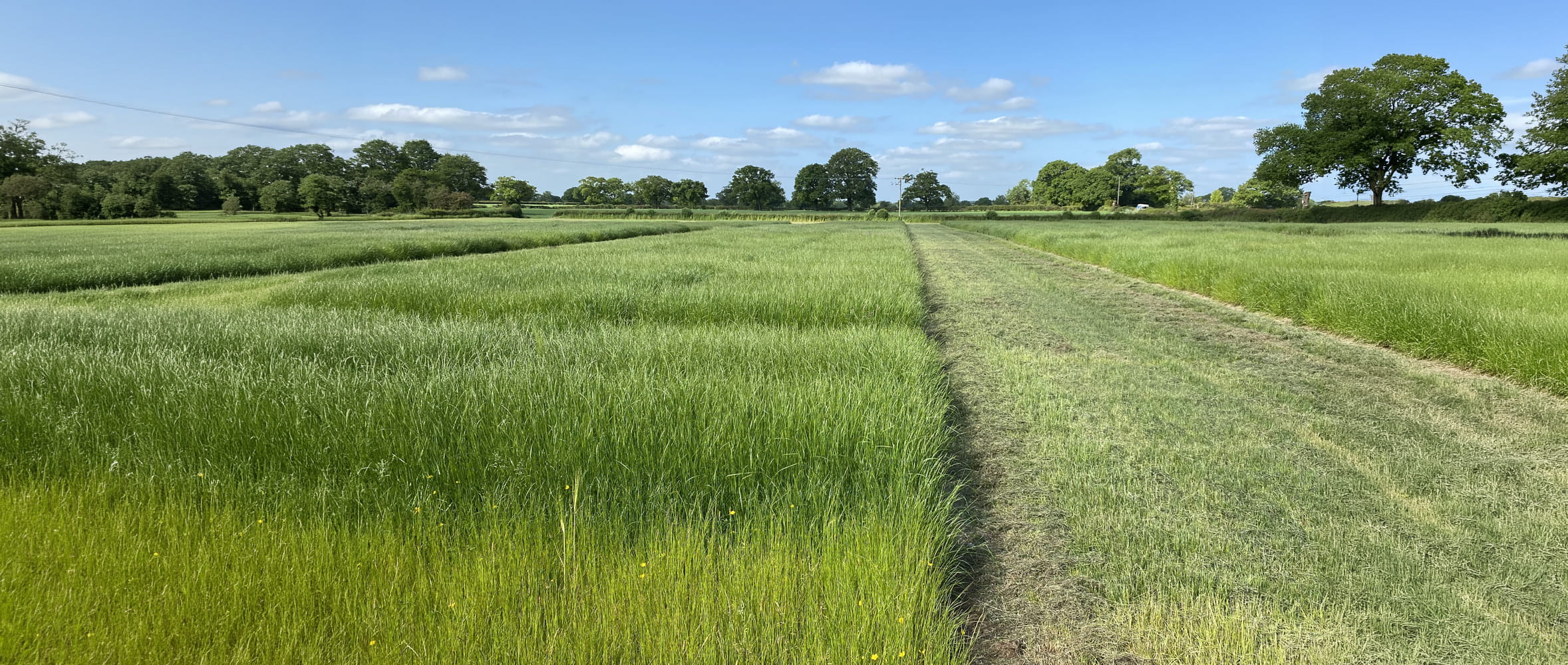 New Forage Grass Varieties Set to Boost Yield, Quality and Resilience