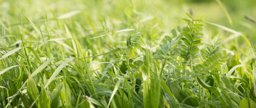 Ag_Challenges_Solutions_Header_BestPracticesforCuttingAndManagingMulti-SpeciesSwards