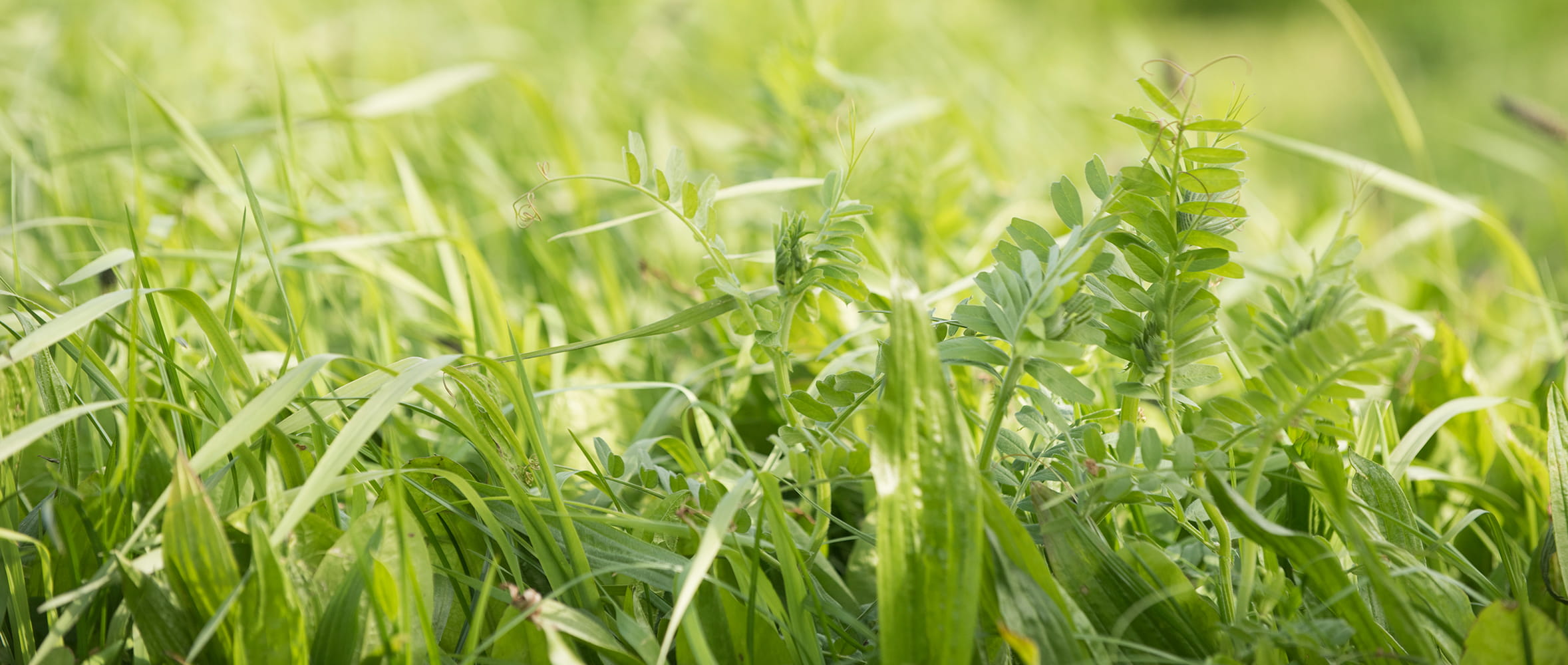Best Practices for Cutting and Managing Multi-Species Swards