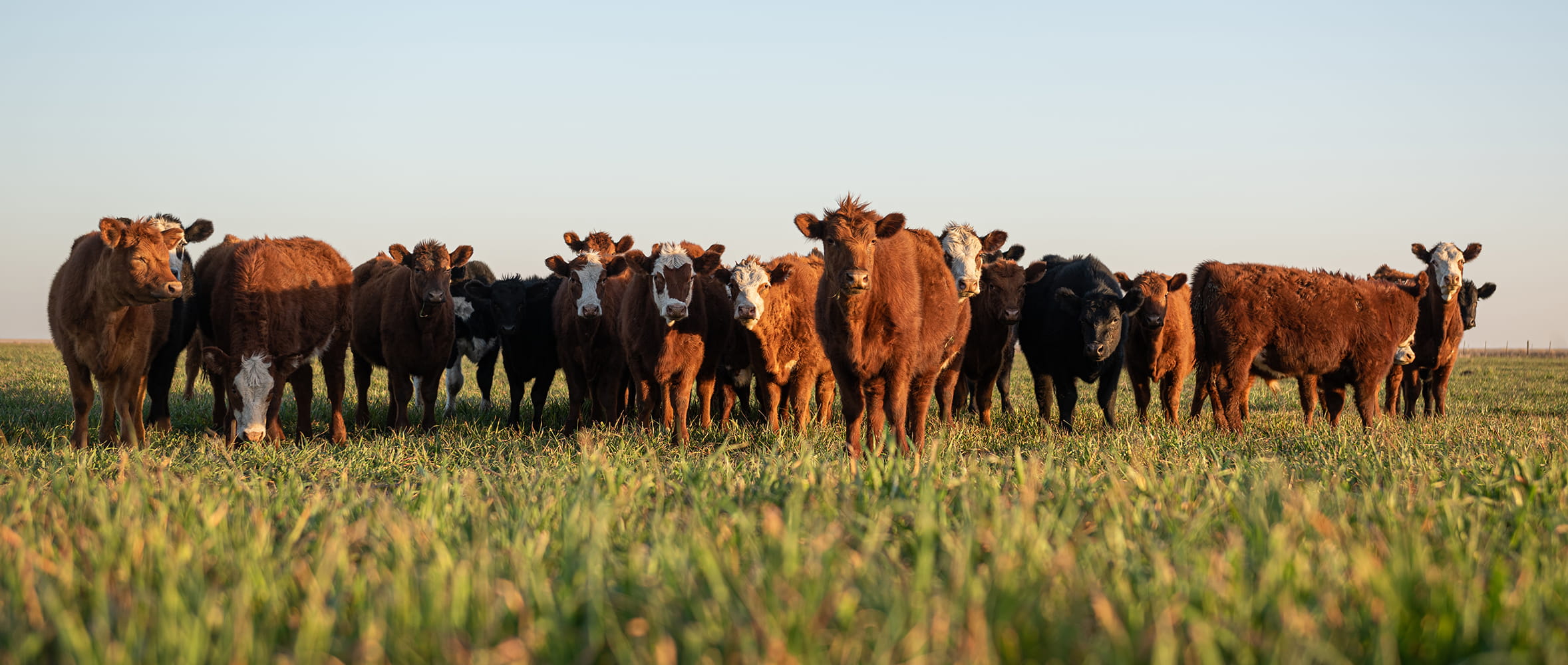 How to Maximise Forage Stocks After a Challenging Summer
