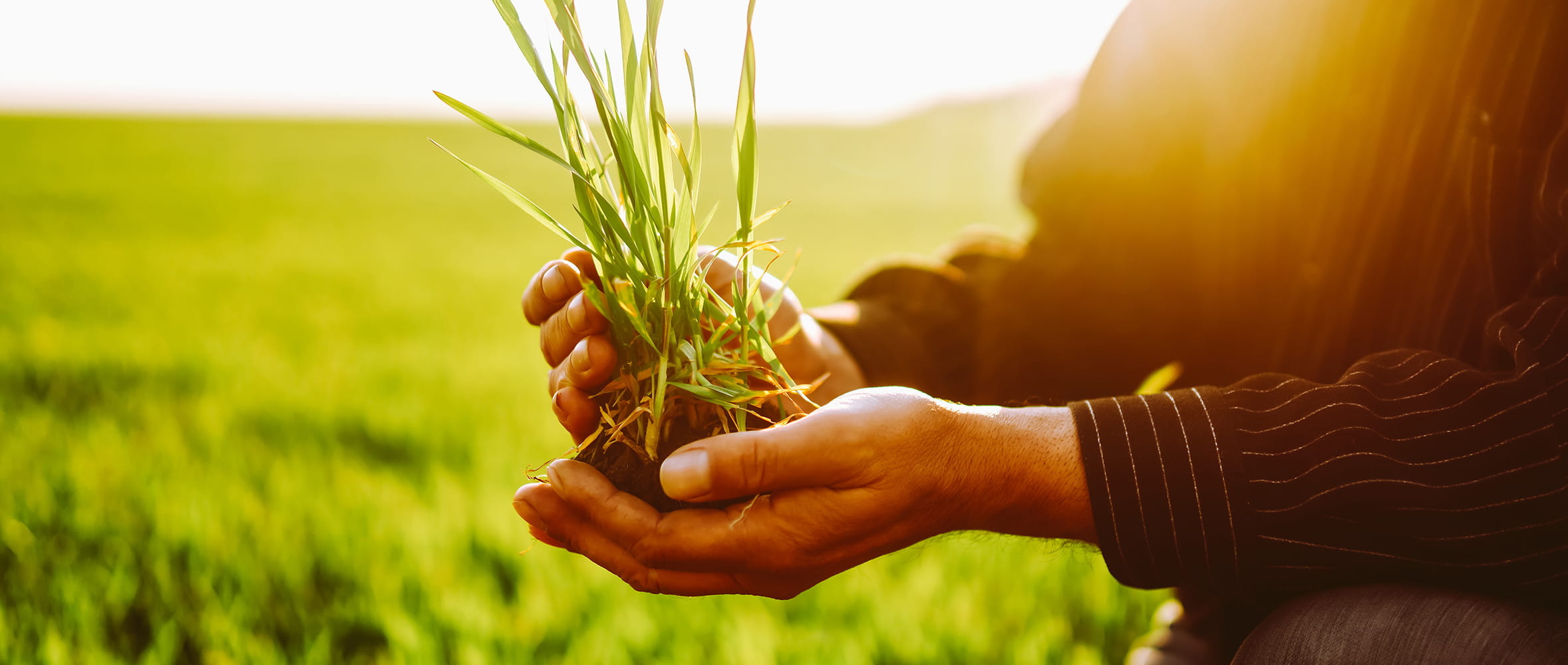 Wet Winter, Weaker Swards? Assessing the Damage and What to Do Next