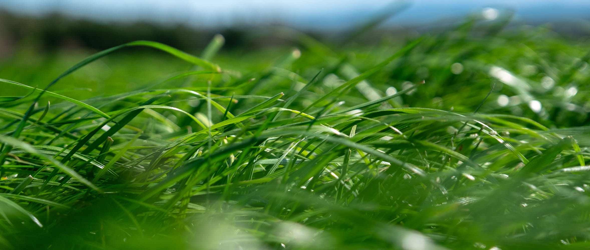 Mixing It Up: Why One Grass Seed Mixture Won’t Fit All