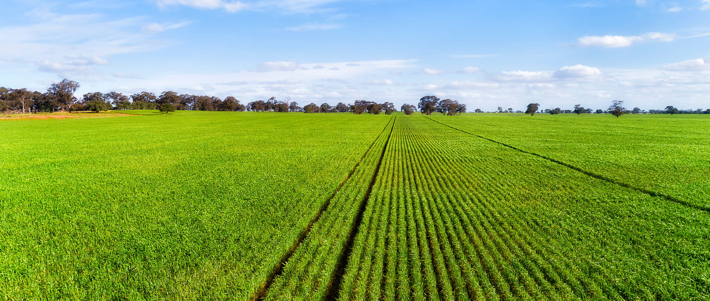 Pasture Alchemy: 4 Steps to Turn Grass into Gold