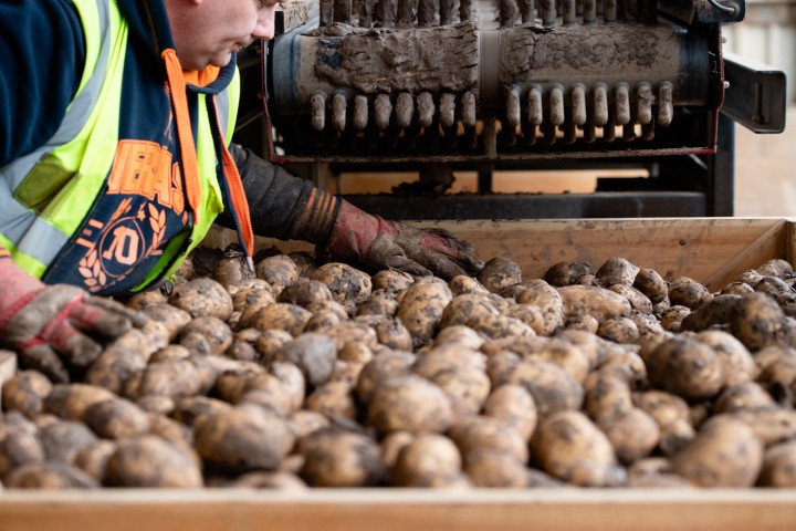 Bateman farm potato harvest1