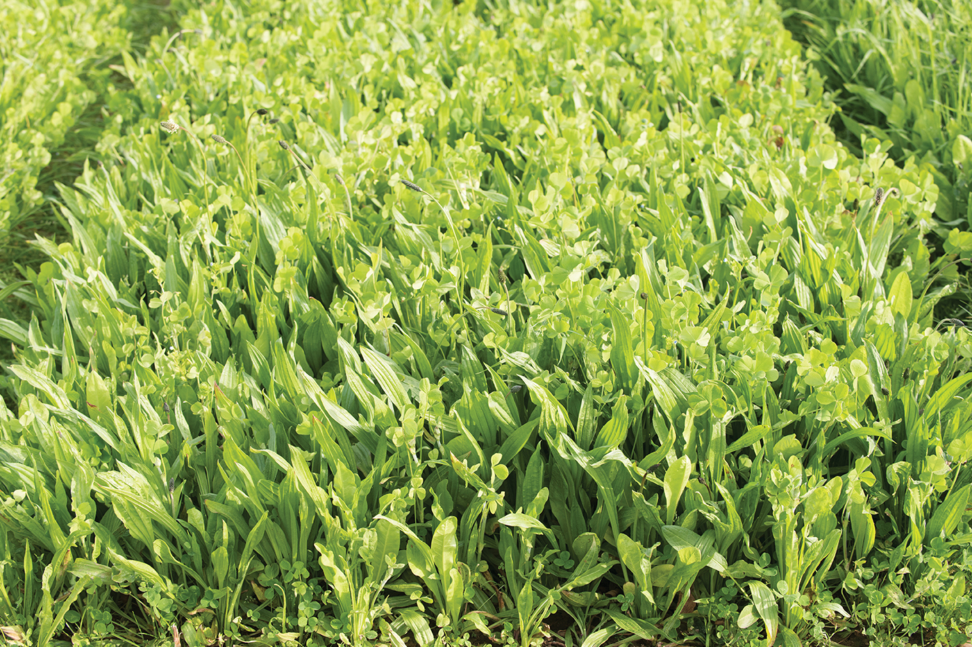 CutHigherNotHarder_Ag_Challenges_Solutions_BestPracticesforCuttingAndManagingMulti-SpeciesSwards