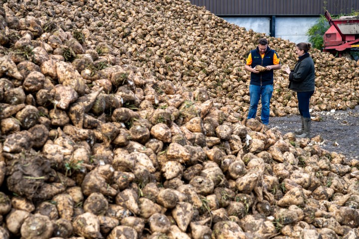 DSC01267-craven-sugarbeet-wide