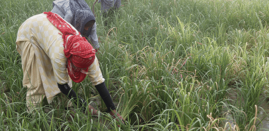 Naturally occurring soil fungi could boost rice yields while reducing reliance on synthetic fertilisers