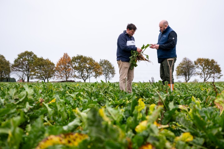 Global study shows the power of POLY4 to increase crop yields Global study shows the power of POLY4 to increase crop yields