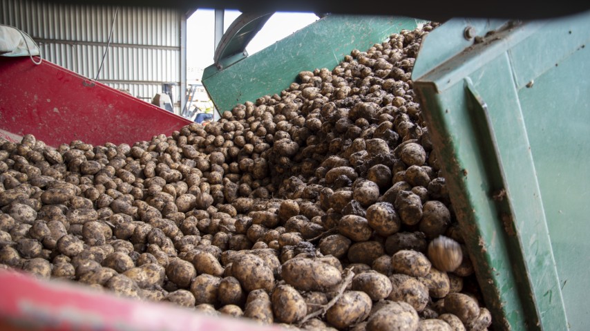 Potatoes in truck