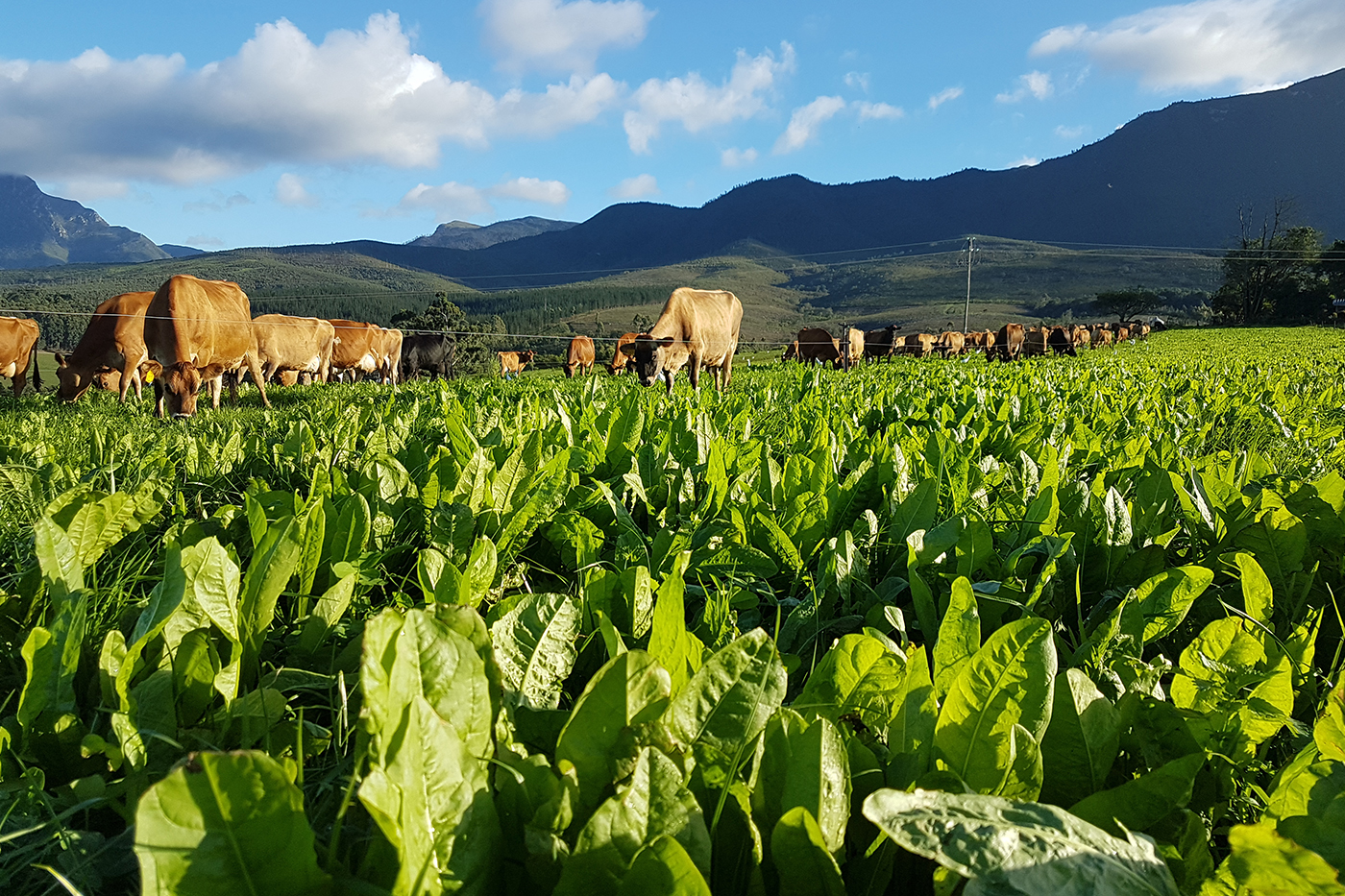 SupportingTheFarmFodderFlowConcept_Ag_Challenges_Solutions_BestPracticesforCuttingAndManagingMulti-SpeciesSwards