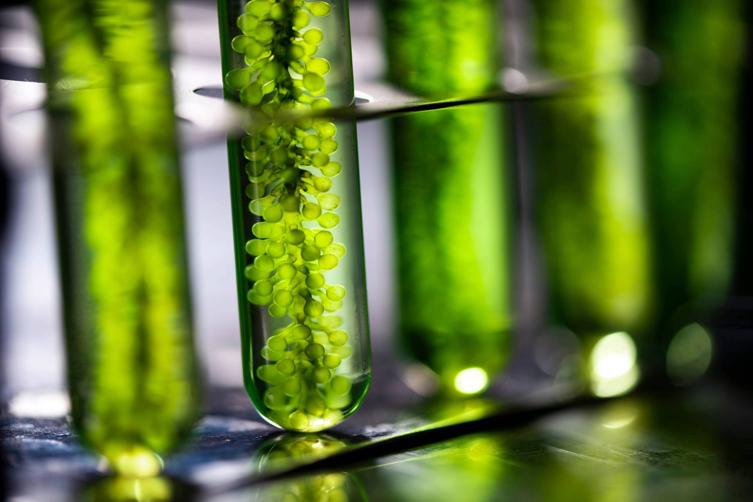 Plant, microbial and algal biotechnology for a clean energy future