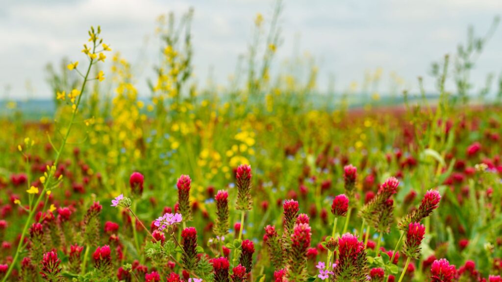 wildflowers