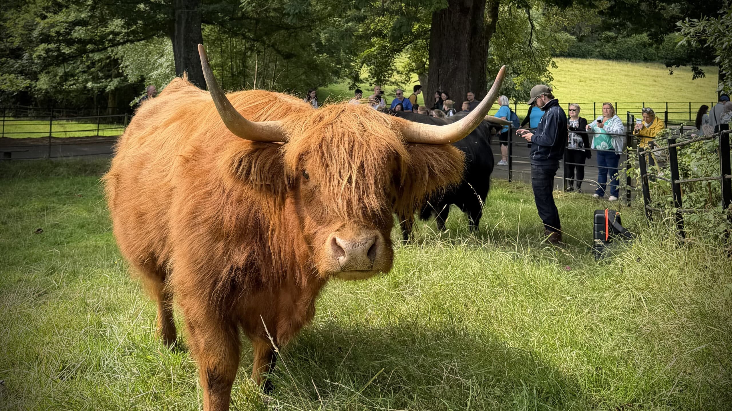 Saving five hours a week: How Pollok Country Park is Transforming Livestock Management