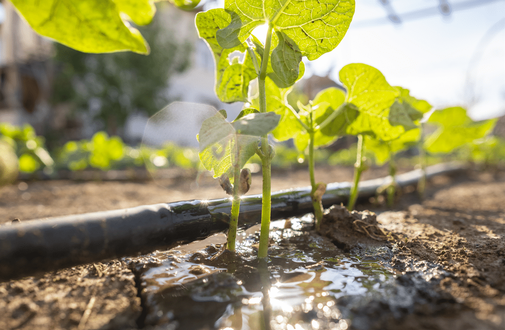 Building agricultural resilience through cross-sector innovation