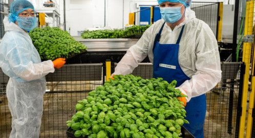 Harvesters in the vertical farm