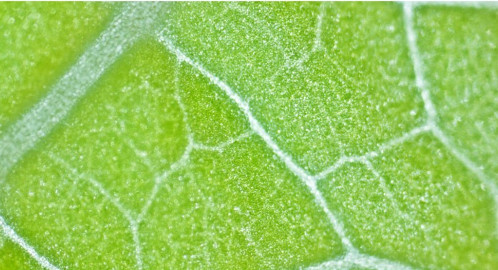Close up image of a leaf