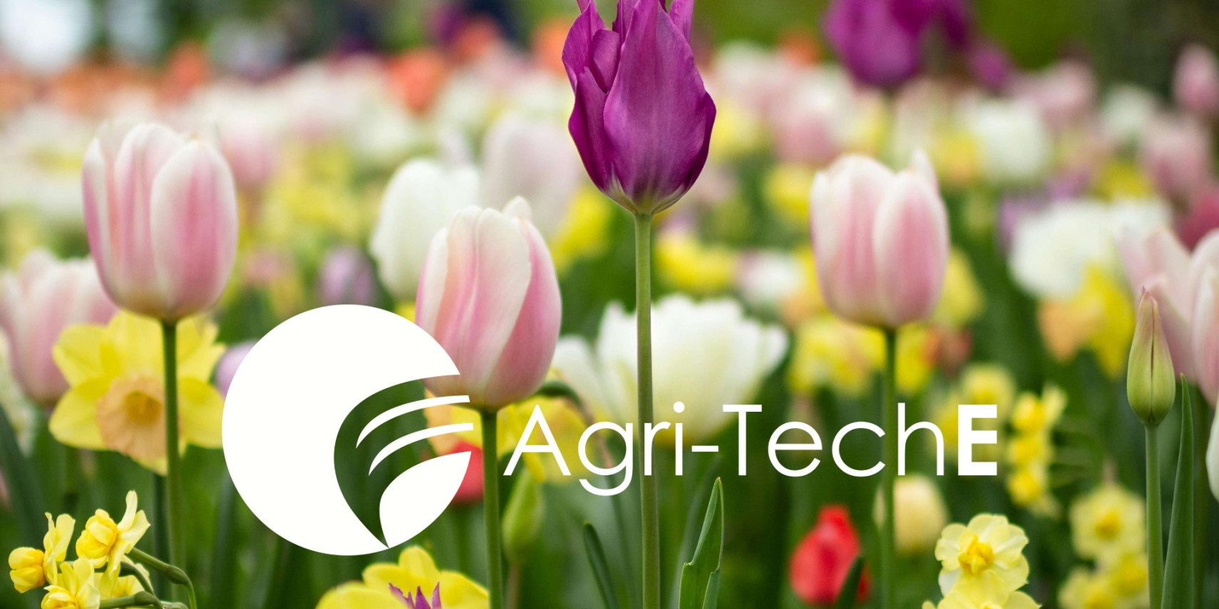 Spring flowers - tulips, daffodils