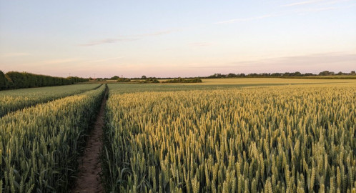 Wheat field