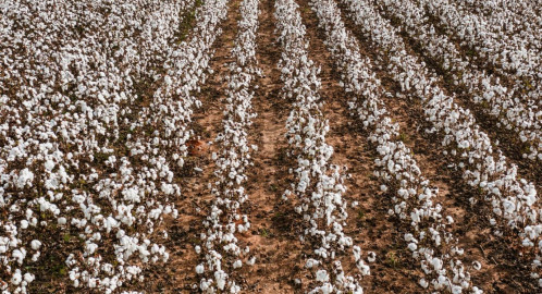 Field of cotton