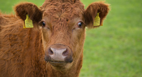 Image of a brown cow in green field