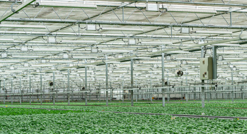 Zayndu indoor farm